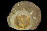 Inflated Declivolithus Trilobite - Morocco (Special Price) #138571-2